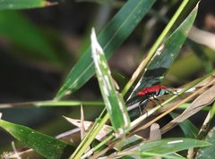 Dindymus sanguineus