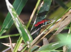 Dindymus sanguineus