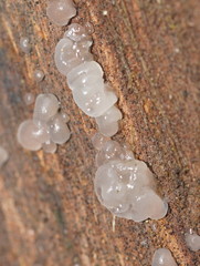 Tremella globispora