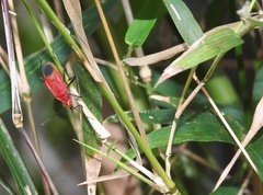 Dindymus sanguineus