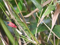 Dindymus sanguineus