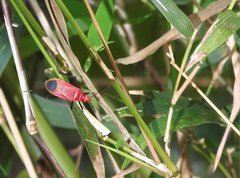 Dindymus sanguineus