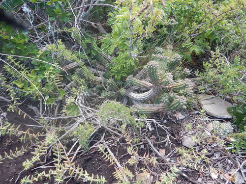 Euphorbia Mamillaris (Euphorbia mammillaris)