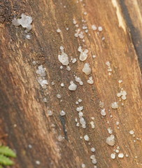 Tremella globispora