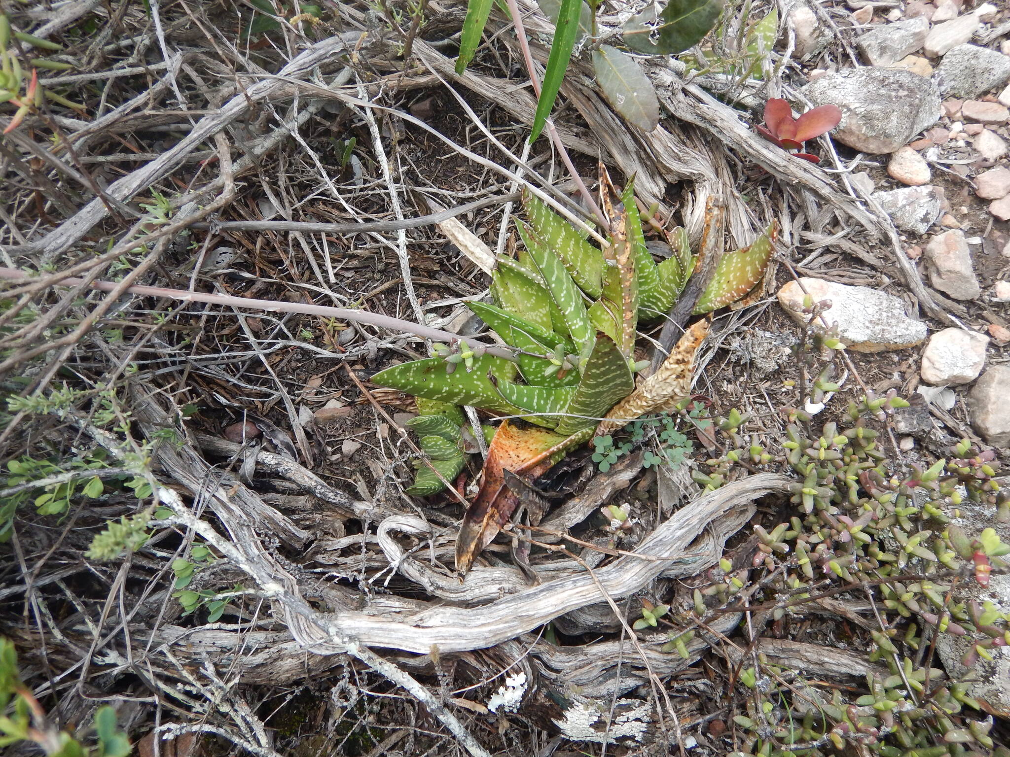 Gasteria Carinata (Gasteria carinata)
