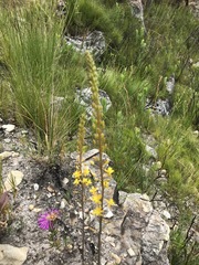 Bulbine cepacea
