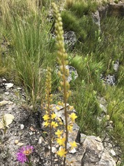 Bulbine cepacea