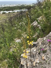 Bulbine cepacea