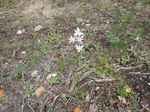 Manyflower Tulp (Moraea polyanthos)