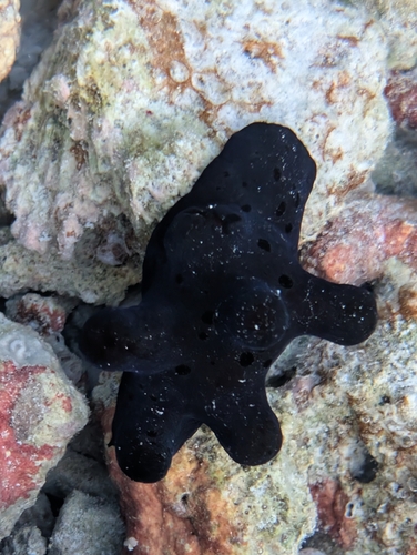 Velvet Snail — seen at this dive site