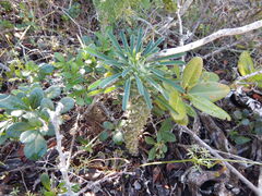 Euphorbia clandestina, photograph (c) James Deacon, some rights reserved (CC BY-SA)