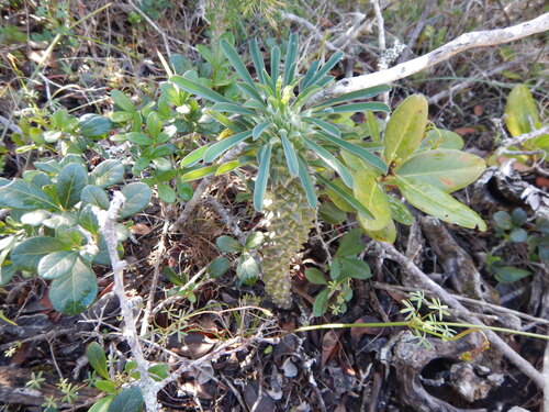 Euphorbia clandestina, photograph 3