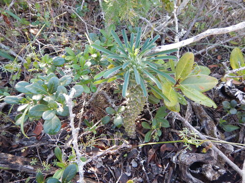 Ostrich Noors (Euphorbia clandestina)