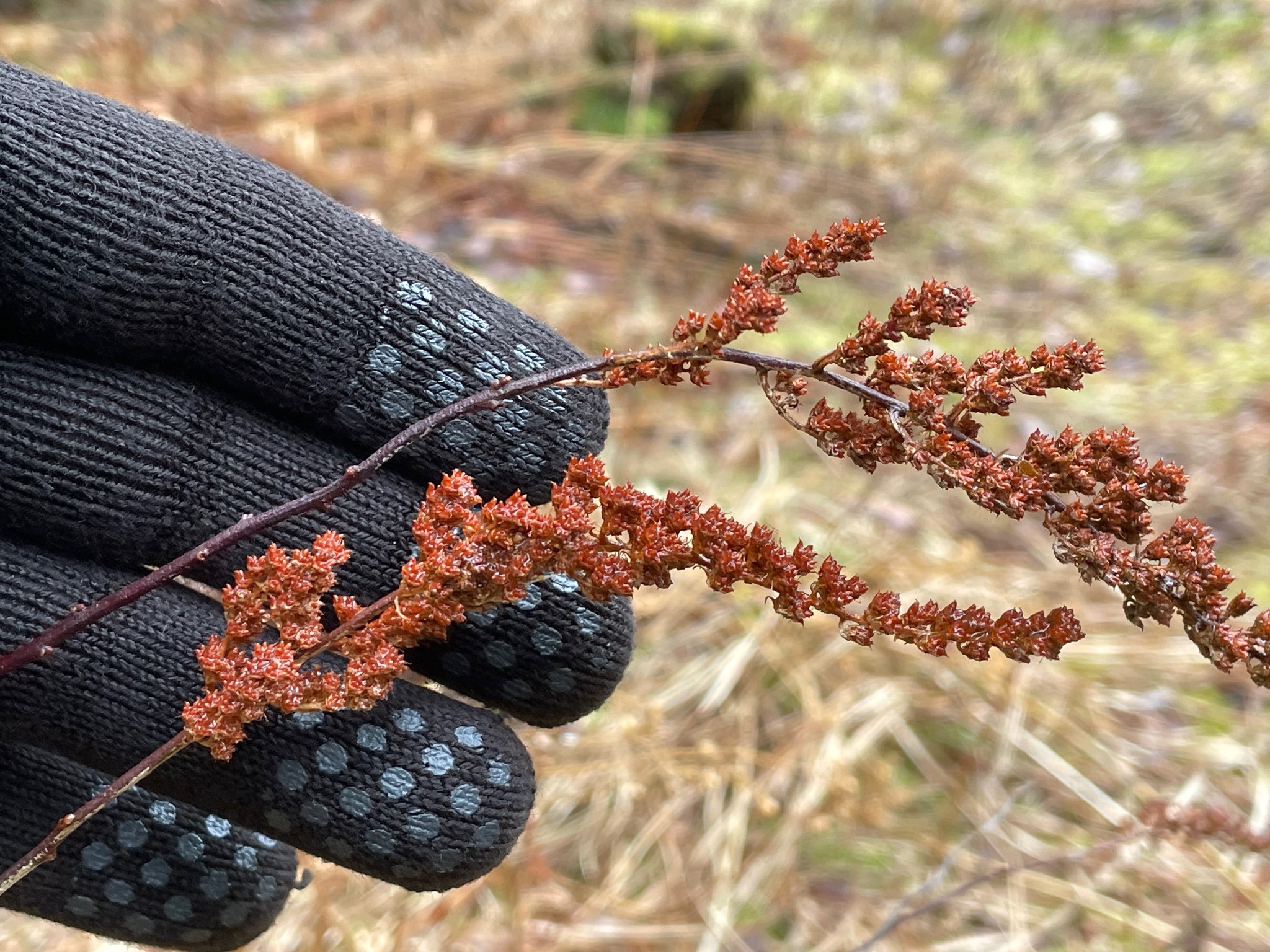 Steeplebush (Spiraea tomentosa)