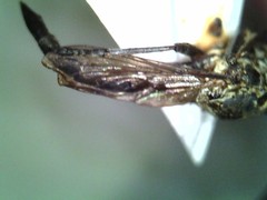 Asilidae