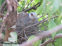 Streptopelia hypopyrrha