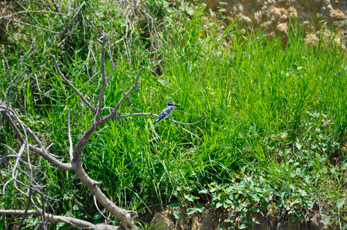 iNaturalist: (c) gatrixs, some rights reserved (CC BY-NC) iNaturalist image