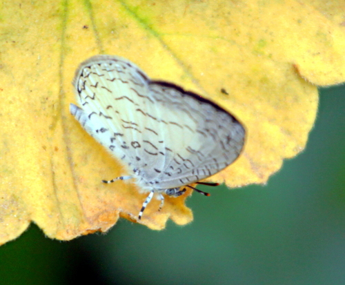 Lemolea Harvester