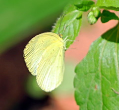 Eurema hecabe solifera