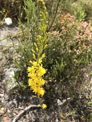 Bulbine cepacea