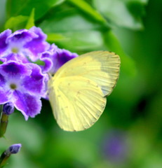 Eurema hecabe solifera