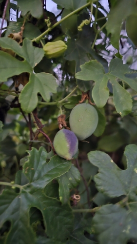 woodland passionflower (Passiflora morifolia)