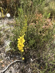 Bulbine cepacea