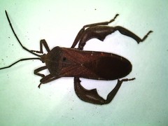 Anoplocnemis phasianus