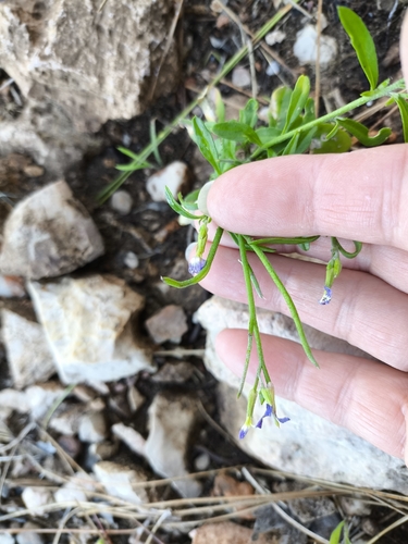 Nodding Stock (Malcolmia flexuosa)