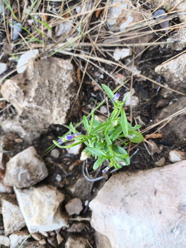 Malcolmia flexuosa, photograph 2