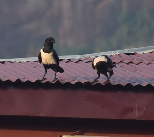 Pied Crow