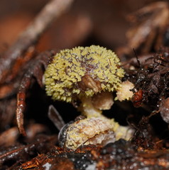 Neobarya agaricicola
