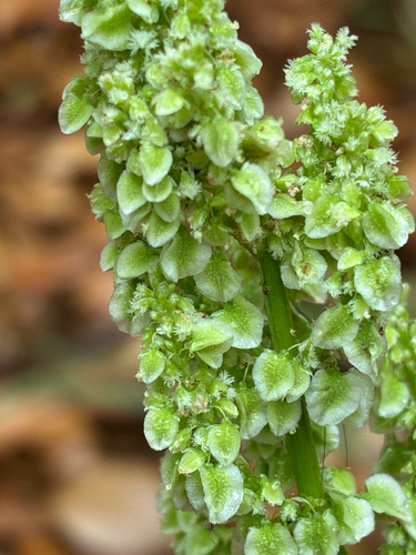 Hastate-leaved dock (Rumex hastatulus)