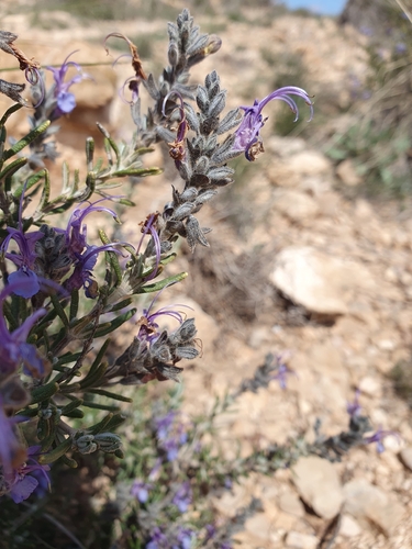 Salvia jordanii
