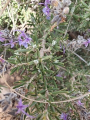 Salvia jordanii, photograph (c) Mehdi Chetibi, some rights reserved (CC BY)