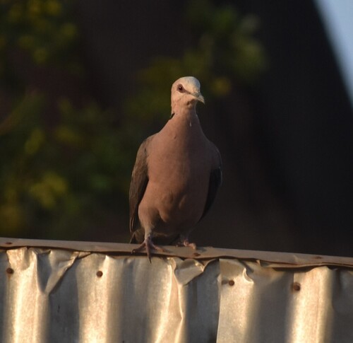 Red-eyed Dove