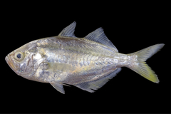 False Trevally photo 2
