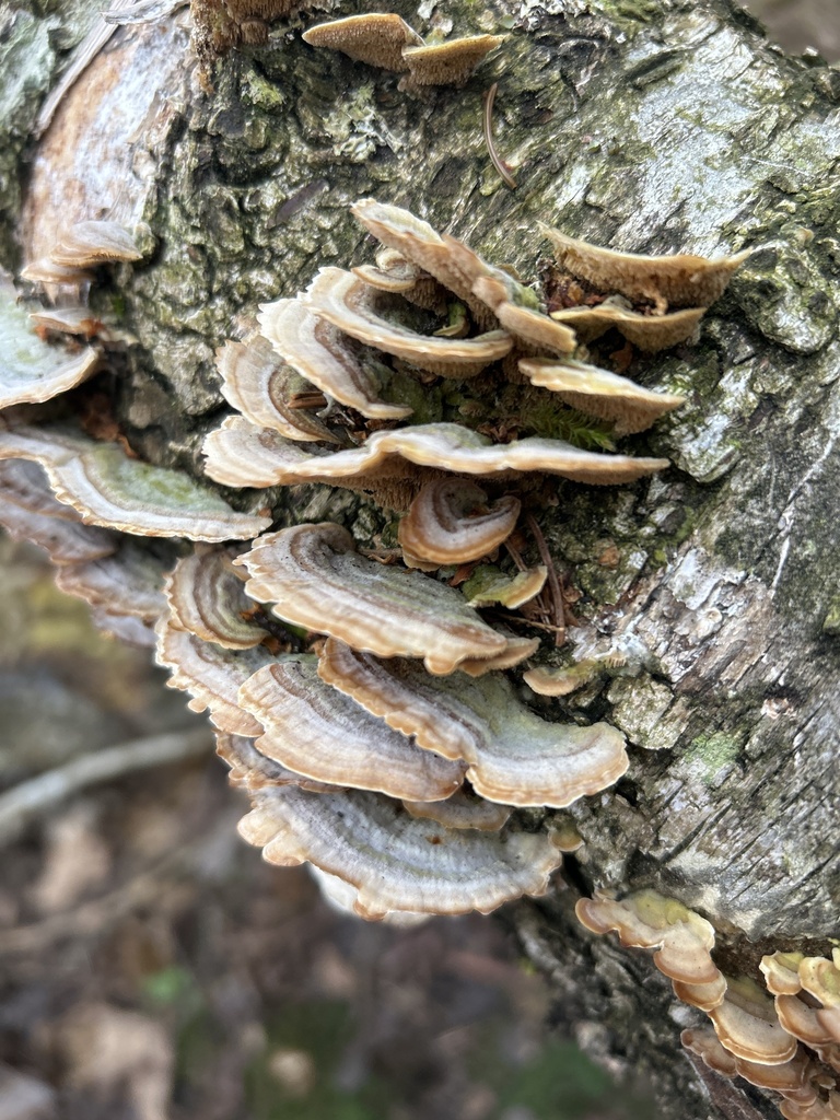 Trichaptum biforme · April 2026 · photo: © axel_a (iNaturalist, cc-by)