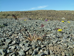 Poa abbreviata