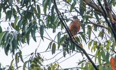 Accipiter striatus ventralis