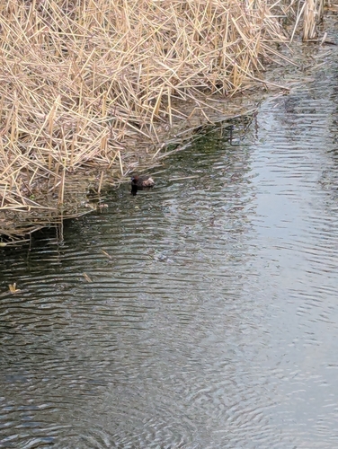 iNaturalist: (c) arsenal03, some rights reserved (CC BY-NC) iNaturalist image