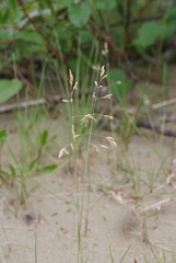 Poa alpigena