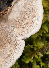 Datronia brunneoleuca