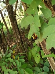 Heliconius ethilla