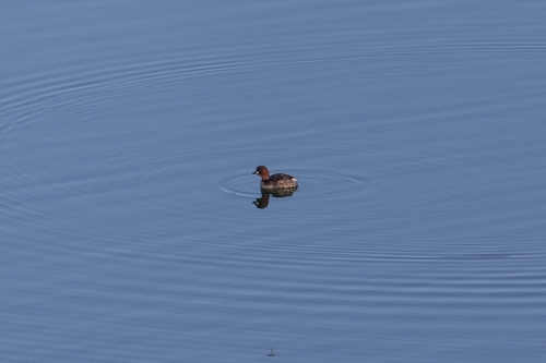 iNaturalist: (c) BabaJaga, some rights reserved (CC BY-NC), uploaded by BabaJaga iNaturalist image