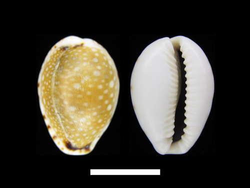 lined-lip cowrie