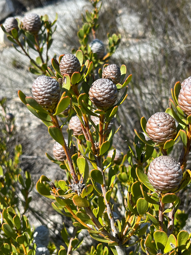 Silverball Conebush (Leucadendron muirii)