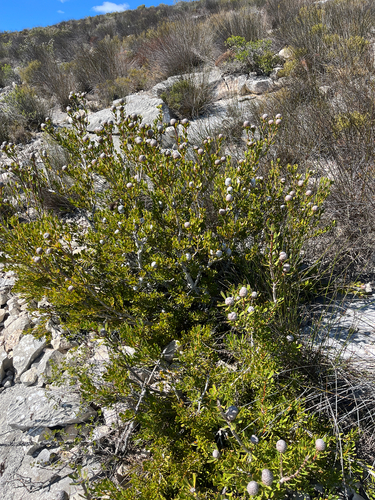Leucadendron muirii, photograph 4