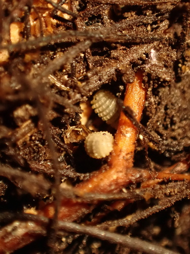 Doderia genuensis