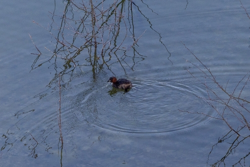 iNaturalist: (c) BabaJaga, some rights reserved (CC BY-NC), uploaded by BabaJaga iNaturalist image